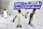 ​SKI DUBAI CELEBRATES FIVE YEARS OF SNOW PENGUINS AND INTERNATIONALLY RENOWNED RESEARCH