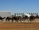 لجنة تحكيم المغاتير في جائزة الملك عبد العزيز لمزايين الإبل تستعرض اليوم 580 متناً في فئة جْمل 20 إنتاج للوني الحمر والصفر