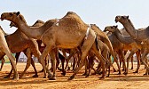 Registration opens for Saudi Crown Prince Camel Festival