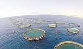 Saudi project aims to make Kingdom self-sufficient in seafood production