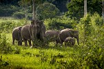 Tourism Authority of Thailand supports elephant welfare through government-community collaboration