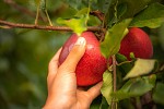 European apples ripe for the Middle East market following successful harvest