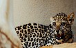 Saudi Arabia sets Feb. 10 as Arabian Leopard Day