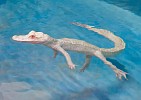 Rare Albino Alligators Are Newest Additions at Lost Chambers Aquarium In Atlantis The Palm